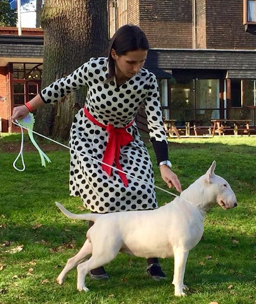 Bullema Blind Chance