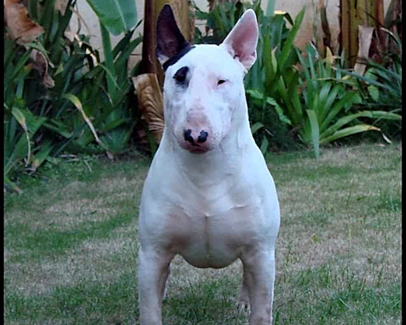 CH Bullema Master of Puppets