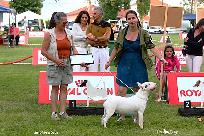 Bullema White Sensation